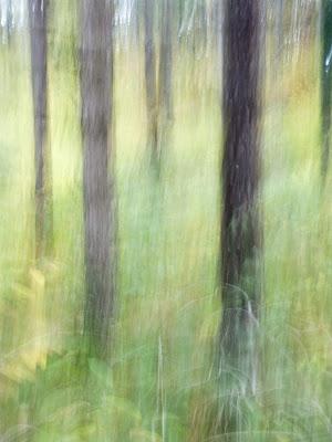 ICM (Intentional Camera Movement)