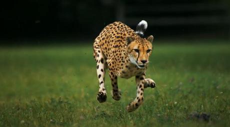 ghepardo-in-corsa-slow-motion-01-terapixel.jpg