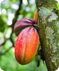 “Il Cioccolato che Fa Bene!”  di  Wolfe e Shazzie - Segreti, Curiosità e Storia del Cacao