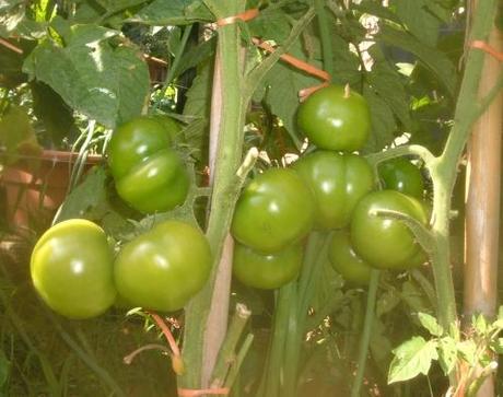 POMODORO CUOR DI BUE. GRAPPOLI CON POCHI POMODORI