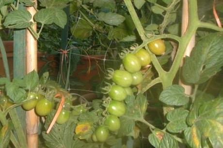 POMODORO CUOR DI BUE. GRAPPOLI CON POCHI POMODORI