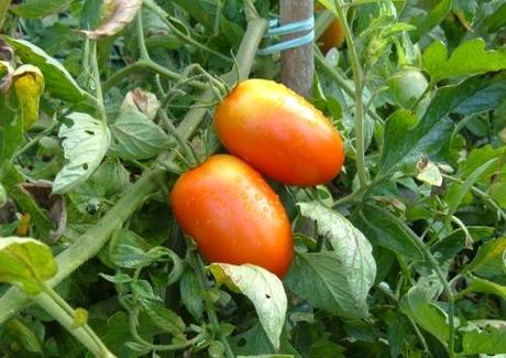 POMODORO CUOR DI BUE. GRAPPOLI CON POCHI POMODORI