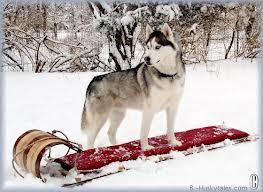 sleddog