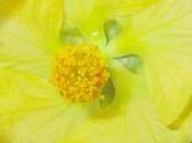 Abutilon