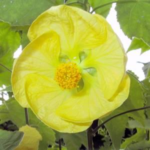 Abutilon