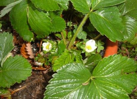 LA LUNA E I LAVORI DI DICEMBRE NELL’ORTO, FRUTTETO E GIARDINO