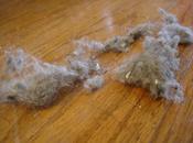 Autunno tempo acari? Ecco come affrontare meglio pauroso acaro della polvere