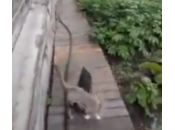 cane trasporta gatto sopra testa: video