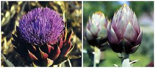 ALBENGA & IL CARCIOFO VIOLETTO ...