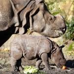 Rotterdam: il piccolo rinoceronte a spasso con la mamma per lo zoo