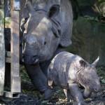 Rhino Baby Zwatra01