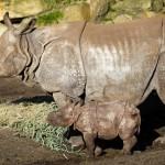 Rhino Baby Zwatra03