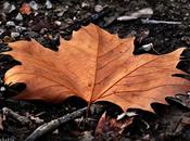 "Foglia platano" /Spazio Poesia