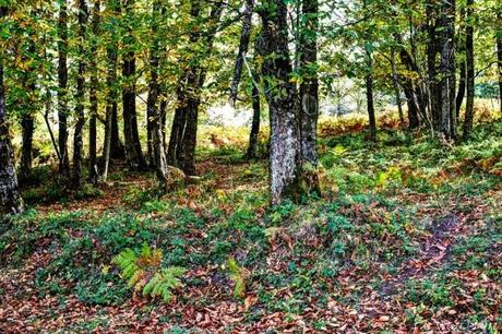 Parco naturale dei Nebrodi