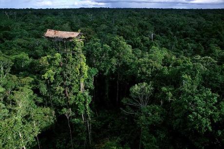 Aerial view of a recently abandoned tree house. This was the tallest tree house we found in eight hours of surveying Korowai country by airplane and helicopter, and five weeks of hiking in the forest. From the ground we estimated it to be 50 meters tall.  Its owner, Landi Gifanop, built it so tall “to see the planes, the helicopters, and the mountains, but mainly to keep sorcerers from climbing my stairs.” He abandoned it because the wind kept ruining his roof and he feared the whole house would come down. His new house is on the ground.This picture was taken as part of an expedition for GEO Magazine and National Geographic Magazine to document the way of life of the Korowai tribe. Most of the Korowai in these photos had never had prior contact with anyone outside of their language group, and have no material goods from the outside world. They live in tree houses built above the forest floor to protect themselves from outsiders. The Korowai believe that contact with outsiders will