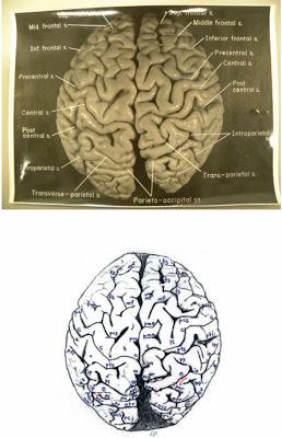 Il cervello in un'App