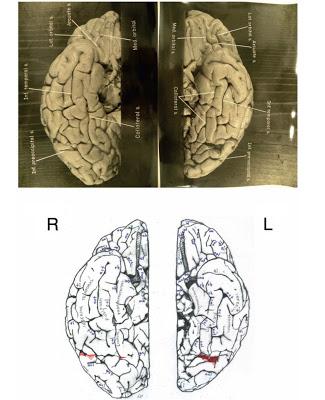 Il cervello in un'App