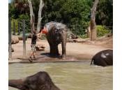 Melbourne, elefantesse loro cuccioli fanno bagno