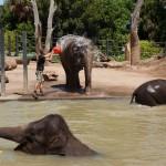 Zoo di Melbourne, le elefantesse e i loro cuccioli si fanno il bagno