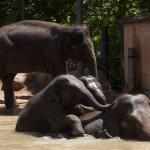 Elephants pool swim at Melbourne Zoo01