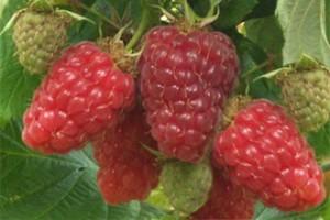 Dimagrire con il lampone? Il Raspberry Ketone plus, ottimo brucia grassi