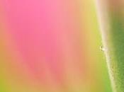 Sotto lente #14: fotografia macro astratta