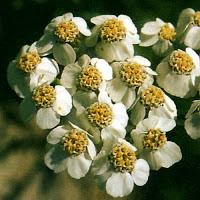 Achillea