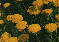 Achillea