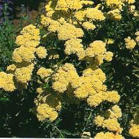 Achillea