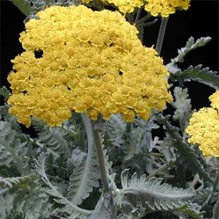 Achillea