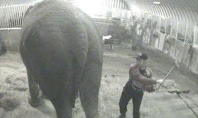 Anne l'elefantessa maltrattata è finalmente libera