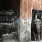 Maali the Lonely Elephant02