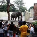 Maali the Lonely Elephant01