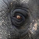 Maali the Lonely Elephant09