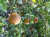 Chinotto