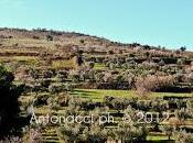 L’ulivo Gargano pone suoi perché