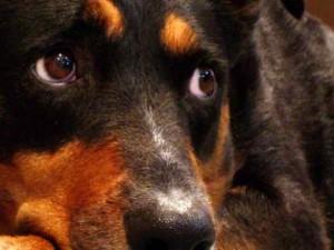 Galtellì Uccisi cani di consigliere comunale