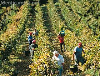 Imu agricola, Menfi adotta delibera per abbattere l’imposta