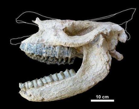 TURCHIA: RINVENUTO CRANIO DI RINOCERONTE STERMINATO DA ENORME ERUZIONE VULCANICA