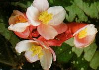 Begonia Rex