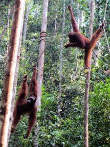 …Malaysia: Taman Negara e Sarawak/Borneo