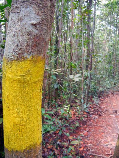 …Malaysia: Taman Negara e Sarawak/Borneo