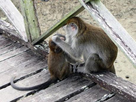 …Malaysia: Taman Negara e Sarawak/Borneo