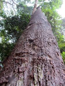 …Malaysia: Taman Negara e Sarawak/Borneo