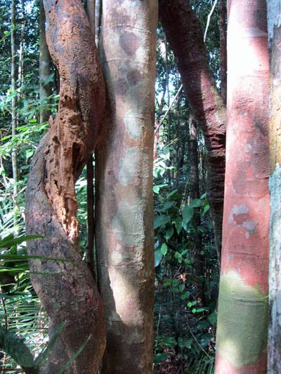 …Malaysia: Taman Negara e Sarawak/Borneo