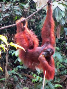 …Malaysia: Taman Negara e Sarawak/Borneo