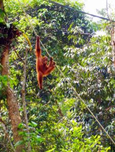 …Malaysia: Taman Negara e Sarawak/Borneo