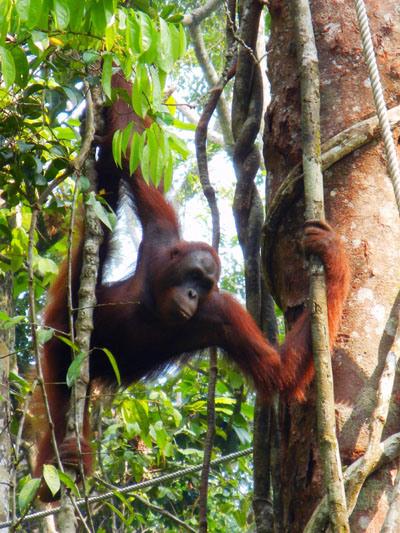 …Malaysia: Taman Negara e Sarawak/Borneo