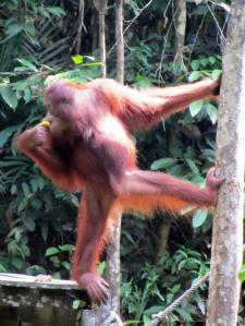 …Malaysia: Taman Negara e Sarawak/Borneo