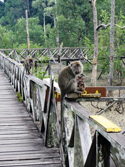 …Malaysia: Taman Negara e Sarawak/Borneo